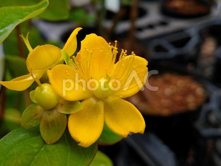 ヒペリカム ヒペリカム,花,はなの写真素材