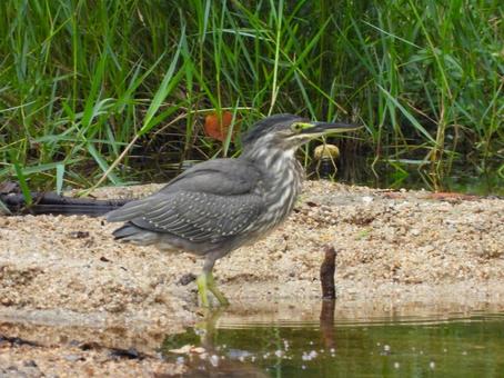 水際に立つササゴイ4 水際に立つササゴイ4 ササゴイ,鳥,鳥類の写真素材