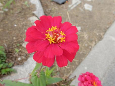 【花の写真】 ヒャクニチソウ（百日草）の写真