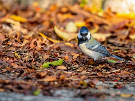 地面を歩くシジュウカラ シジュウカラ,野鳥,鳥の写真素材