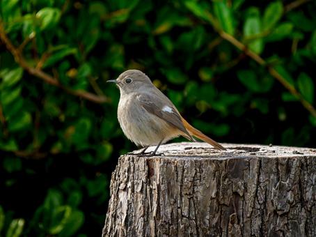 切り株にとまるジョウビタキのメス 切り株にとまるジョウビタキのメス ジョウビタキ,ジョビコ,ジョウビタキのメスの写真素材