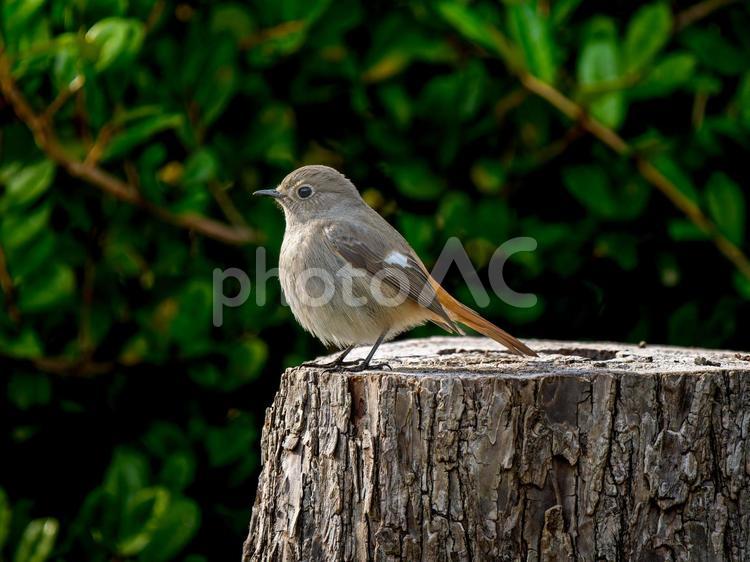 切り株にとまるジョウビタキのメス ジョウビタキ,ジョビコ,ジョウビタキのメスの写真素材