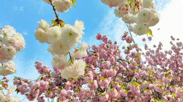 Blue sky and peony cherry blossoms, JPG