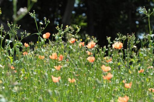 Photo, spring, field, nagami hinagishi, 