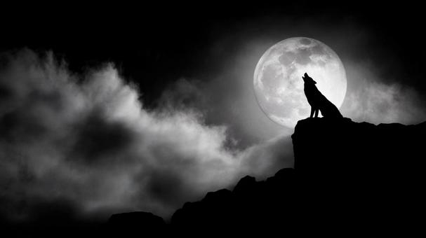 月夜に響くオオカミの遠吠え 月夜に響くオオカミの遠吠えの写真