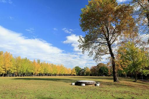 科学万博記念公園の秋の風景 科学万博記念公園,銀杏並木,銀杏の写真素材