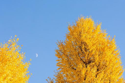 イチョウと青空と月 イチョウと青空と月の写真