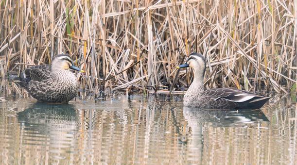 水辺で休むカモのペア 水辺で休むカモのペアの写真