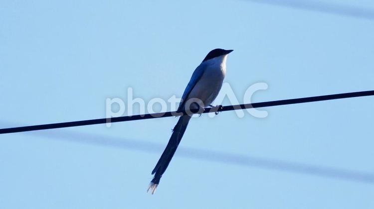 スカイブルーの長い尾羽のオナガ オナガ,野鳥,スカイブルーの写真素材