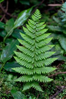 美しいシダ植物 美しいシダ植物の写真