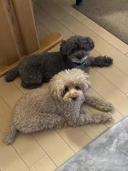 おはぎ犬 おはぎ犬の写真