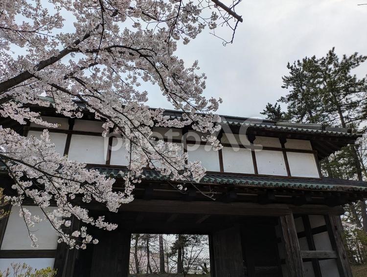 青森県弘前市　弘前公園　桜 青森県,弘前市,弘前公園の写真素材