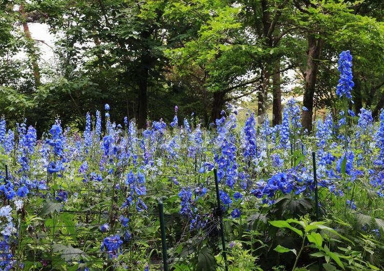 群生するデルフィニウム デルフィニウム,青い花,夏の写真素材