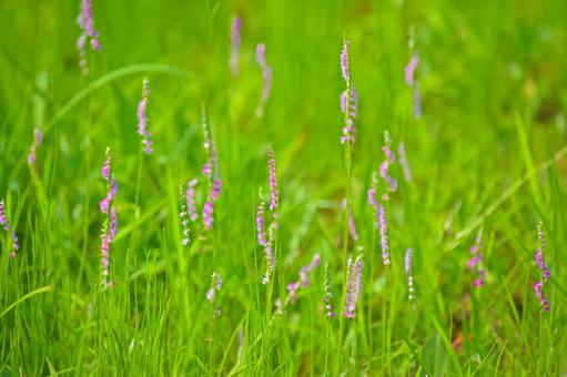 Photo, screw burner, flower, summer, 