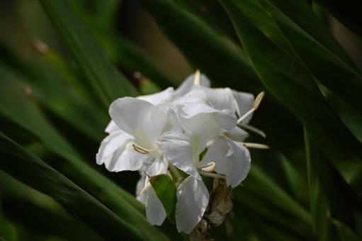 白い花生姜の花を見つけて撮りました 白い花生姜の花を見つけて撮りましたの写真