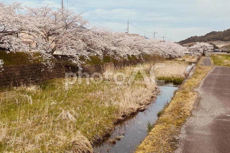 さくら並木 花,桜,並木の写真素材