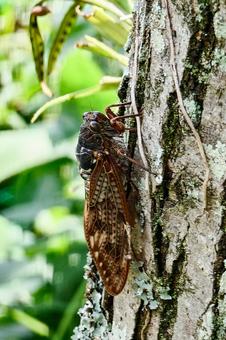 Brown Cicada, JPG