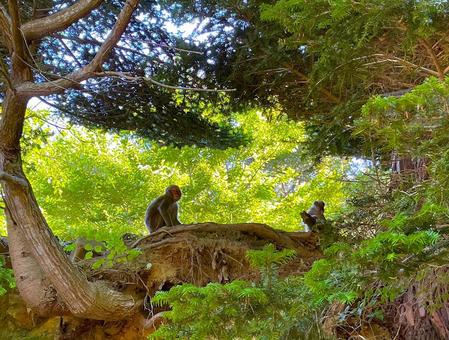 金華山参道の猿 金華山参道の猿の写真
