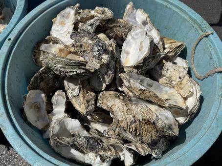 牡蠣の殻 牡蠣の殻,貝殻,貝の写真素材