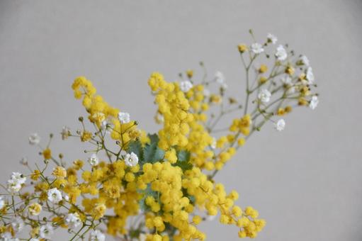 ミモザとかすみ草 ミモザ,美しい,可憐の写真素材