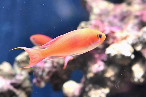 アカオビハナダイ アカオビハナダイの写真