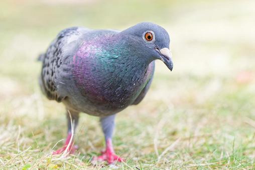 こちらに寄って来るカワラバト こちらに寄って来るカワラバトの写真