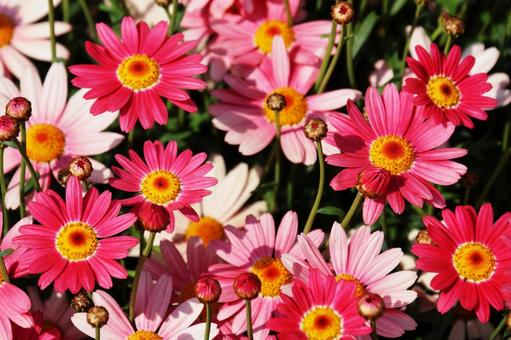 デイジー22 デイジー22の写真