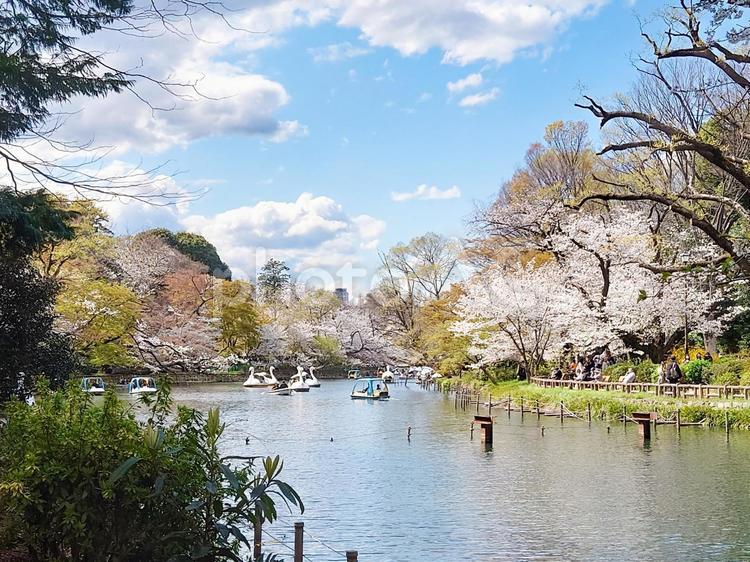 桜咲く井の頭恩賜公園 井の頭恩賜公園,井の頭公園,公園の写真素材