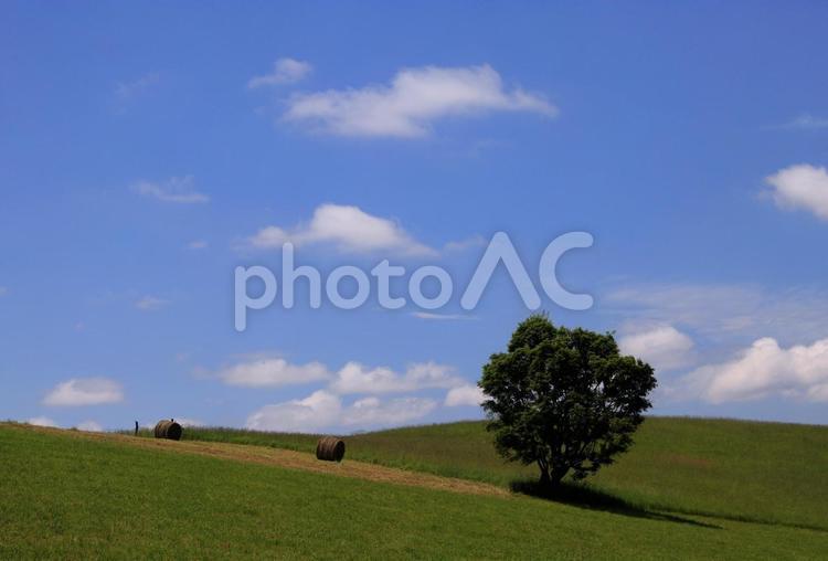 夏の畑と牧草ロール 牧草,牧草ロール,草の写真素材
