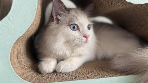 爪とぎの中に入っているラグドールの子猫 猫,ペット,かわいいの写真素材