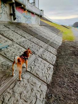 少し高いところに登る柴犬 少し高いところに登る柴犬の写真