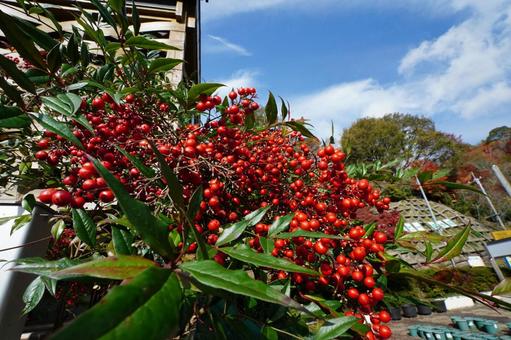 青空に映えるナンテンの実 ナンテン,南天,実の写真素材