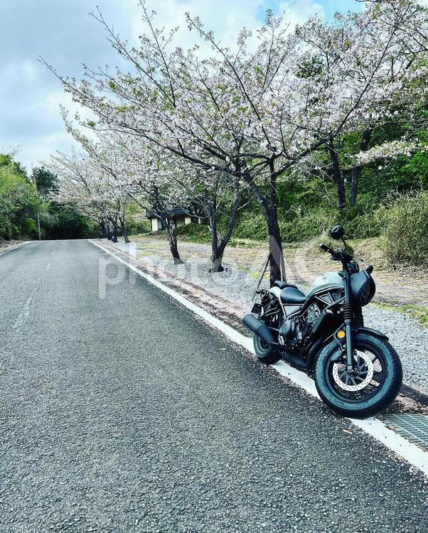 桜並木とバイク 桜,桜並木,バイクの写真素材