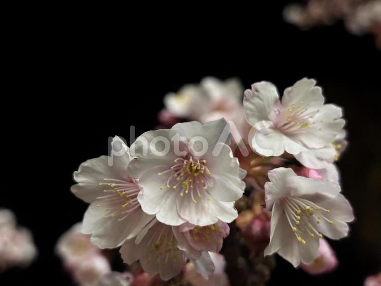 夜の熱海桜〜花明り〜ver.2 桜,テキストスペース,春の写真素材