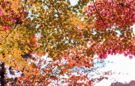 綺麗なもみじの紅葉 綺麗なもみじの紅葉の写真
