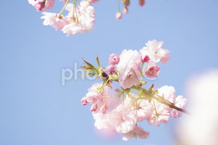 里桜-189 桜,サトザクラ,ピンクの写真素材