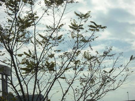 Photo, niwarushi, wood, dry, 