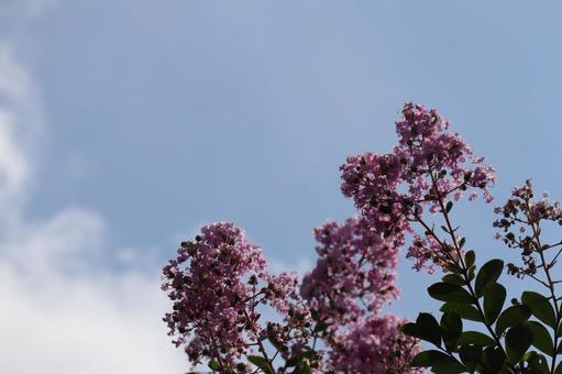 青空と雲とピンクの花びらの百日紅の樹の枝 青空と雲とピンクの花びらの百日紅の樹の枝 青空,雲,ピンクの写真素材