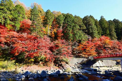 愛知県の紅葉の名所「香嵐渓」の秋景色 香嵐渓,待月橋,もみじの写真素材