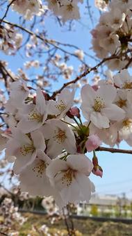 桜 桜の写真