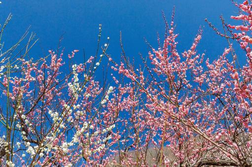 青空に映える満開の紅梅と白梅 梅,迎春,梅の花の写真素材