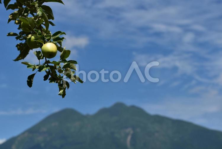 青いリンゴと岩木山　夏の青森 岩木山,津軽富士,鳥海山の写真素材