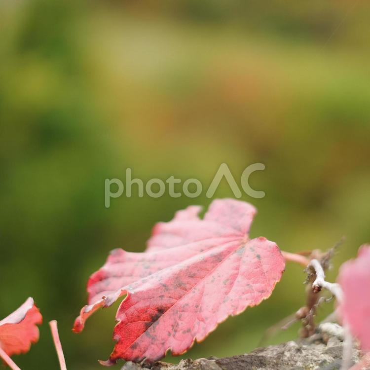 木、葉、紅葉、一枚の木の葉 木の葉,紅葉,秋の写真素材