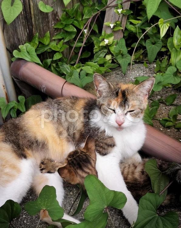 ミルクを与えるお母さん猫 猫,子猫,野良猫の写真素材
