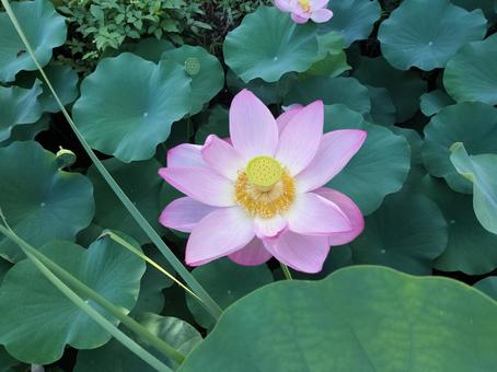 蓮の花 蓮,花,植物の写真素材