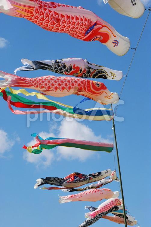 こいのぼりと青空 こいのぼり,青空,泳ぐの写真素材