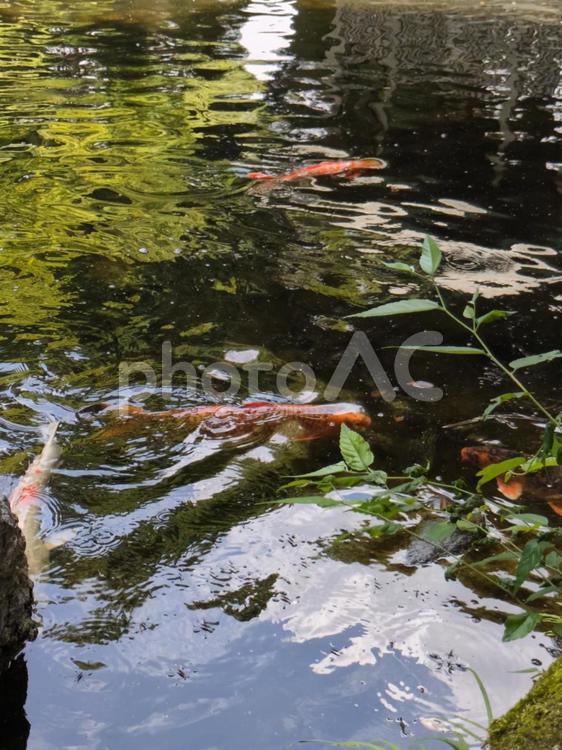 6月の大田黒公園 2 大田黒公園,杉並区,東京都の写真素材