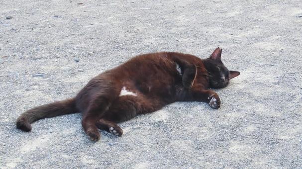 脱力してヘソ天しているもふもふな黒猫 黒猫,猫,へそ天の写真素材