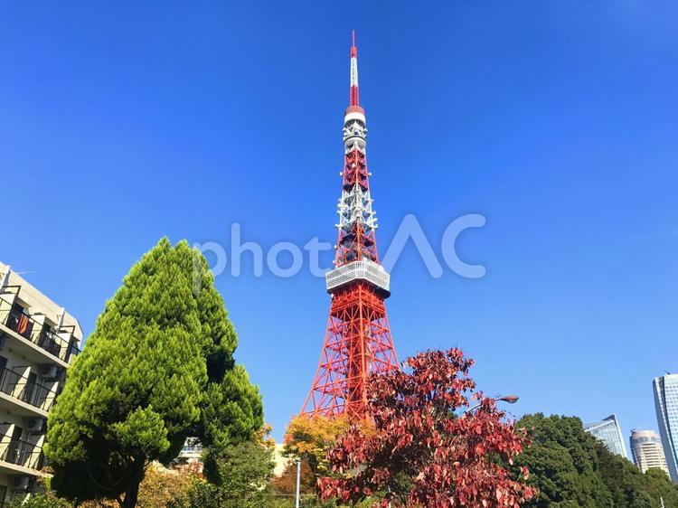 快晴の東京タワー（横） 東京タワー,背景,風景の写真素材