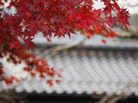 Autumn leaves Autumn Japan Nature Landscape, JPG Autumn leaves Autumn Japan Nature Landscape, JPG
